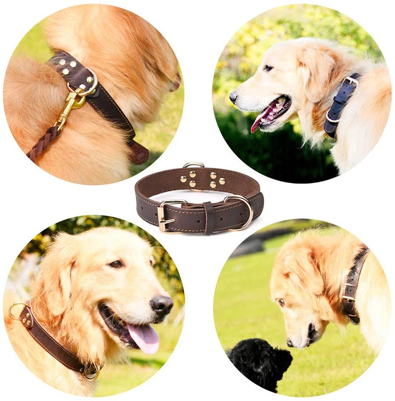 Premium Leather Dog Collar