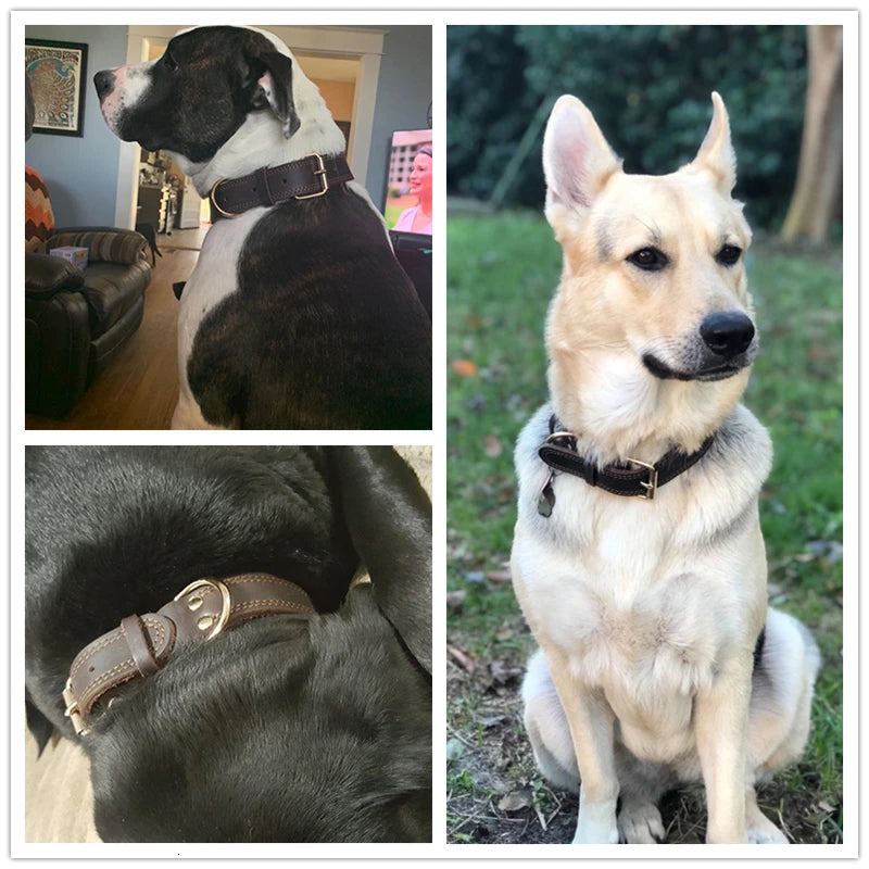 Premium Leather Dog Collar