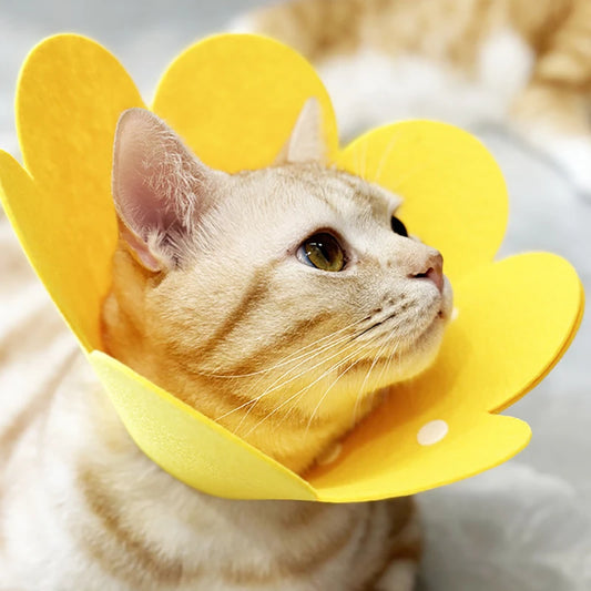 Flower cat cone